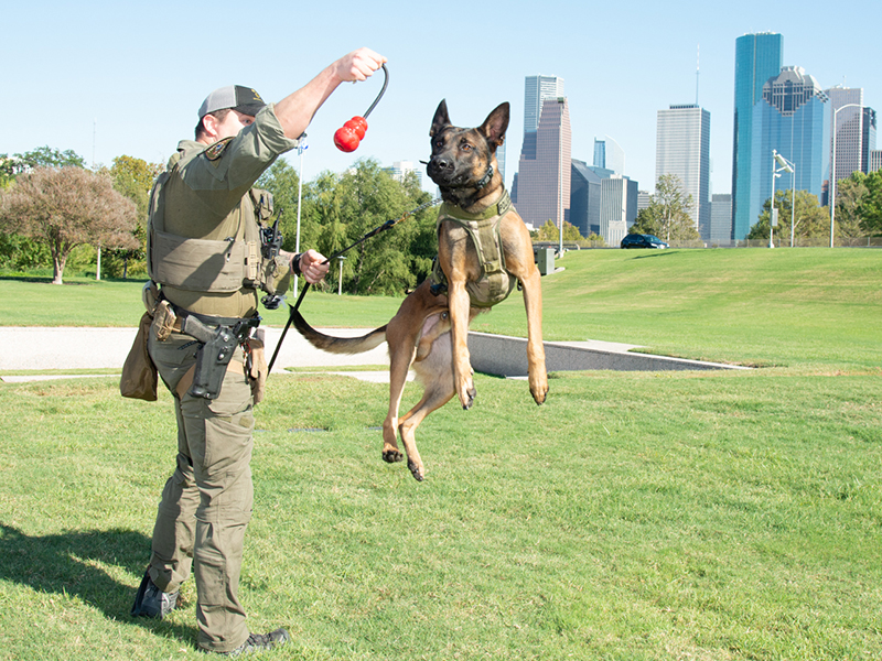 Police Officer working with a K-9 dog